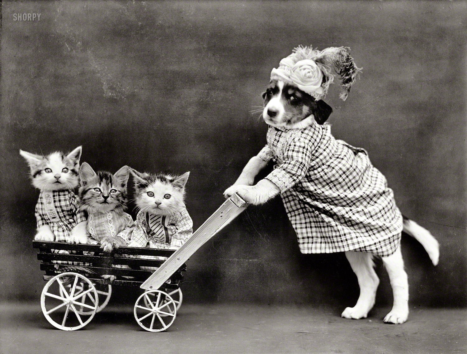 Historic dog and kittens carriage image for the Fifth Avenue Dogs and Cats tour
